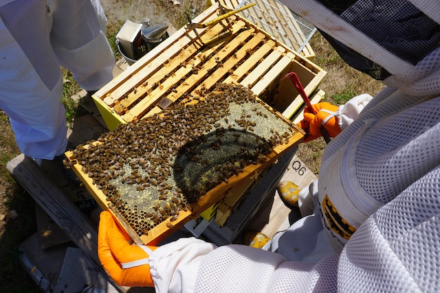 Commercial Beekeeping in Kenya