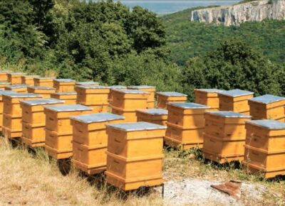 Best practices for managing beekeeping in Kenya