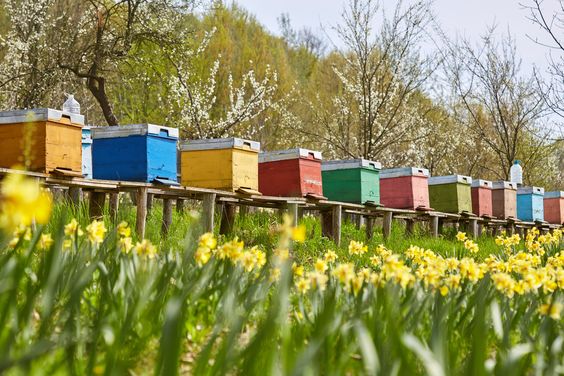 Best practices for managing beekeeping in Kenya
