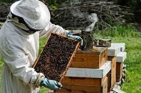 Challenges Faced by BeeKeepers in Kenya